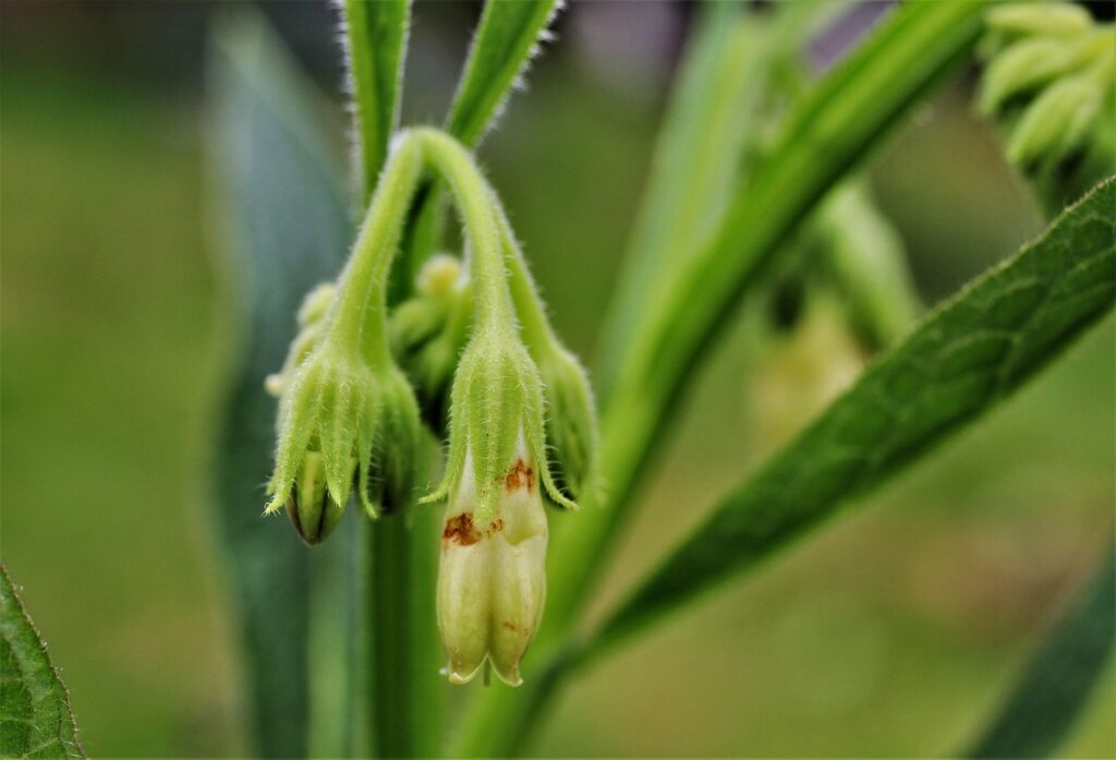 大人ニキビに効果的な抗炎症成分入り商品の選び方は？