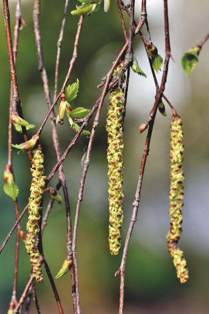 ニキビとアレルギーの関係はどのようなものですか？