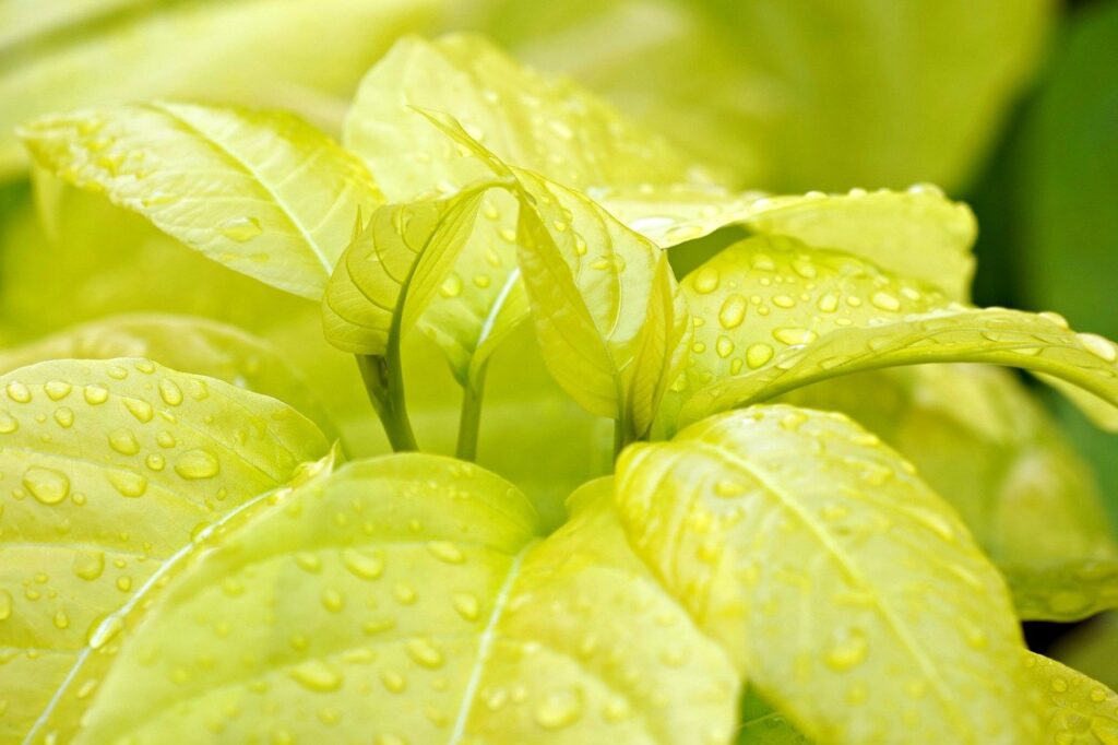 ニキビと腸内環境の関係はどのように影響するのか？