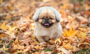 大人ニキビに漢方がもたらす効果の体験談とは？