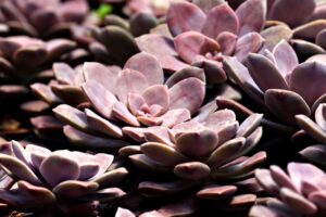 大人ニキビは皮膚科に行くべき？その理由と効果を解説！